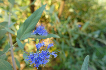 Wall Mural - Close up of blue flowers of Caryopteris clandonensis in October