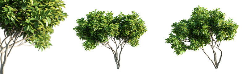 Fototapete - Magnolia trees isolated on transparent background with selective focus close-up. 3D render.