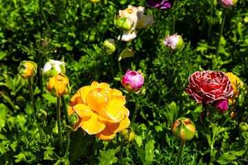 Canvas Print - The buttercups-ranunkulus