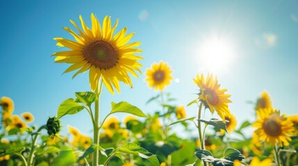 Poster - Vibrant sunflower field under a clear blue sky with bright sunshine.