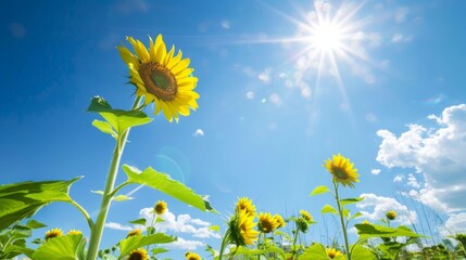 Poster - Vibrant sunflower field under a clear blue sky with bright sunshine.
