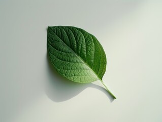 Wall Mural - close-up of a green leaf on a plain background