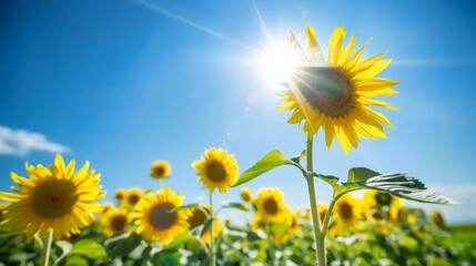 Poster - Vibrant sunflower field under a clear blue sky with bright sunshine.