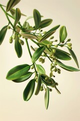 Poster - Close up of a plant with leaves and berries. Suitable for nature and botanical themes