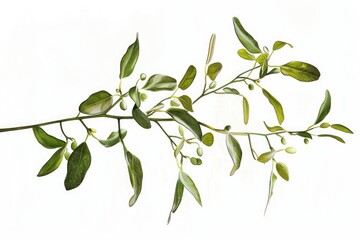 Poster - A close-up of a branch with green leaves. Suitable for nature and botanical themes