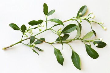 Poster - A branch covered in mist with white flowers and green leaves. Suitable for nature-themed designs