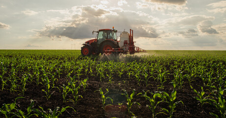 Wall Mural - Green corn field in the sunset.