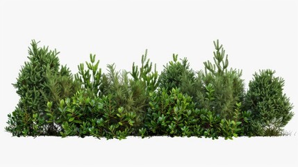 Poster - A row of evergreen trees on a simple white background. Perfect for minimalist designs