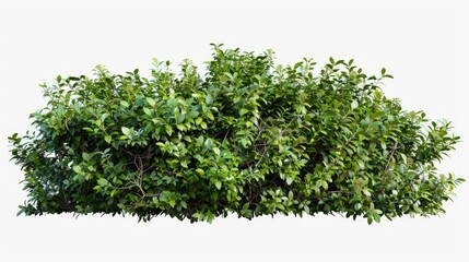 Aufkleber - A bunch of green plants on a white surface, suitable for various design projects