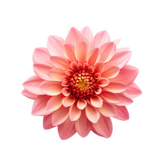 Poster - Beautiful Flower Isolated on Transparent Background, PNG, Cut Out.