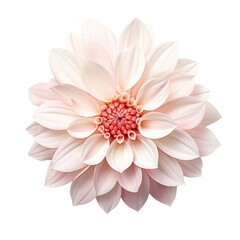 Wall Mural - Beautiful Flower Isolated on Transparent Background, PNG, Cut Out.