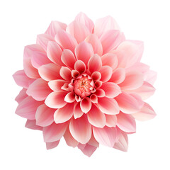 Poster - Beautiful Flower Isolated on Transparent Background, PNG, Cut Out.