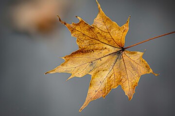 Poster - Close-up of a single leaf on a twig, with a blurred background. Ideal for nature-themed designs and backgrounds