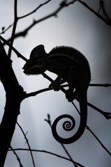 Poster - A chameleon sitting on top of a tree branch. Suitable for nature and wildlife concepts