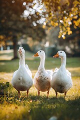 Poster - Group of ducks standing on lush green field, suitable for nature and wildlife themes