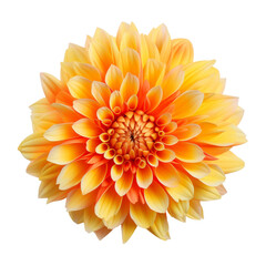 Poster - Beautiful Flower Isolated on Transparent Background, PNG, Cut Out.