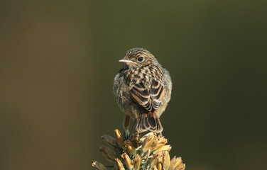 Wall Mural - a cute baby stonechat, saxicola rubicola, perched on top of a gorse bush in springtime.