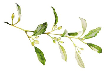 Poster - A beautiful watercolor painting of a plant branch. Ideal for botanical illustrations