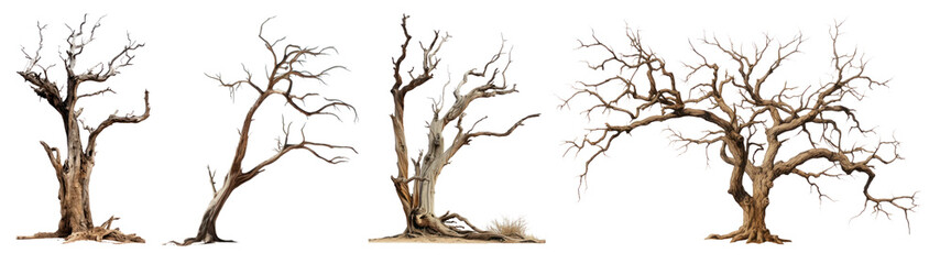 Wall Mural - Dried tree png element set on transparent background