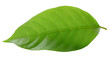 © Riffqi Aribath - Tropical single green leaf png background