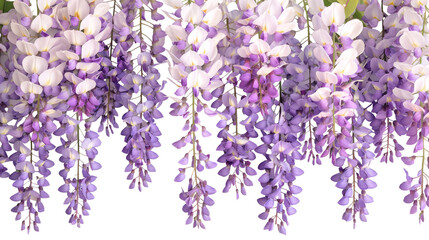 Wall Mural - Hanging Purple Wisteria Flower Isolated on Transparent Background, PNG, Cut Out.