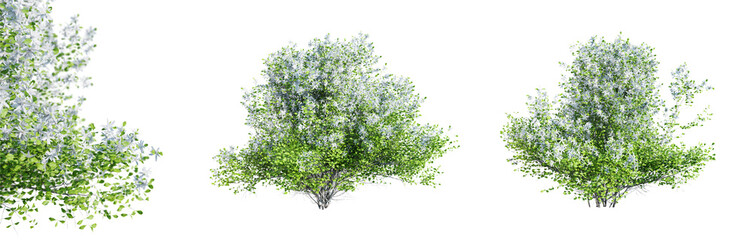 Poster - philadelphus bushes in blossom isolated on transparent background with selective focus close-up. 3d 