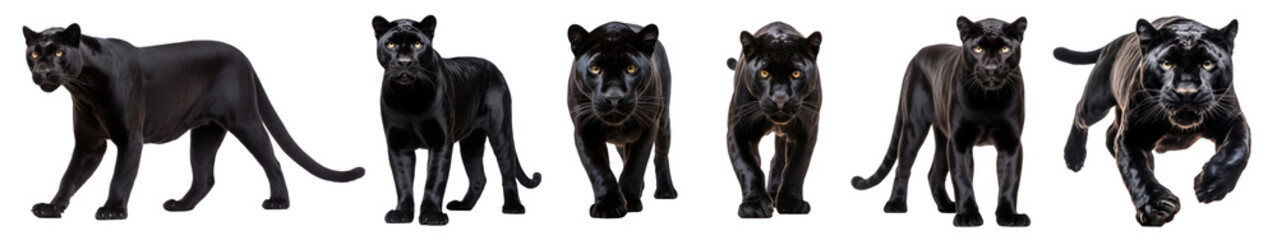 Wall Mural - Panther wild animal png element set on transparent background