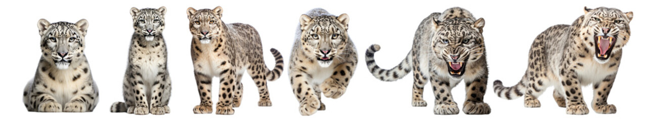 Poster - Snow leopard wild animal png element set on transparent background