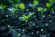 © Tackey - Young seedlings growing from soil with digital network concept, representing smart agriculture and technology integration in farming.