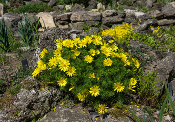 Wall Mural - Yellow Adonis on an alpine hill