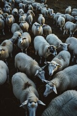 Poster - A herd of sheep on a grassy field, suitable for agricultural concepts
