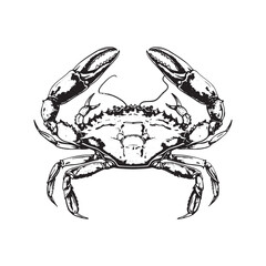 Sticker -  Black and white crab vintage ink drawing vector illustration for t-shirt design