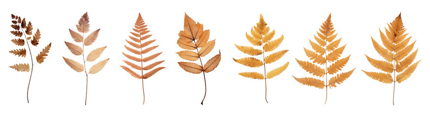 Wall Mural - Brown dried leaves png on transparent background