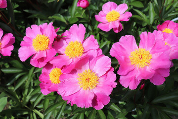 Wall Mural - Anna Falcka. Peony in the garden. Shot of a peony in bloom works perfectly with the green background. Spring background. Blooming, spring, flora. Flowers photo concept.Greeting cards.