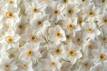 Aufkleber - A bunch of white flowers with yellow centers. Ideal for nature and floral designs