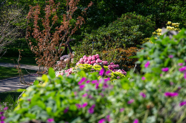 Poster - flowers in the garden