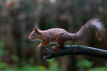 Wall Mural - Eurasian red squirrel (Sciurus vulgaris) jumping in the forest of Noord Brabant in the Netherlands. 