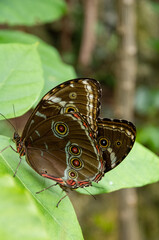 Wall Mural - butterfly on a leaf