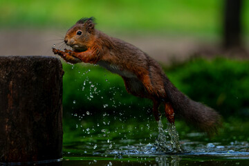 Wall Mural - Eurasian red squirrel (Sciurus vulgaris) jumping in the forest of Noord Brabant in the Netherlands. 