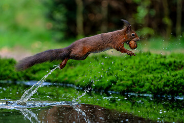 Wall Mural - Eurasian red squirrel (Sciurus vulgaris) jumping in the forest of Noord Brabant in the Netherlands. 