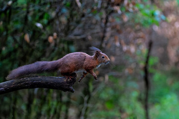Wall Mural - Eurasian red squirrel (Sciurus vulgaris) jumping in the forest of Noord Brabant in the Netherlands. 