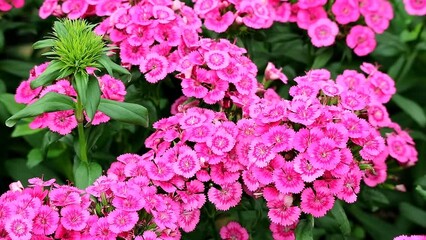 Wall Mural - footage of vibrant pink dianthus flowers blossoming in the garden