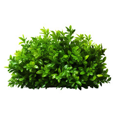 Poster - Lush Garden Bushes Isolated on Transparent Background, PNG, Cut Out.