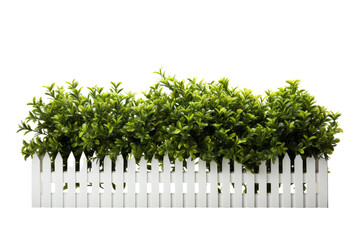 Poster - Lush Garden Bushes Isolated on Transparent Background, PNG, Cut Out.