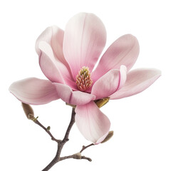 Poster - Magnolia Flower Isolated on Transparent Background, PNG, Cut Out.