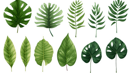 Natural of Tropical green leaves of leaf Isolated on transparent background, png, cut out.