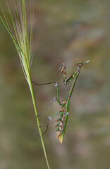 Sticker - Close up of pair of Beautiful European mantis ( Mantis religiosa )