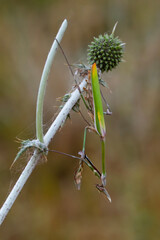 Wall Mural - Close up of pair of Beautiful European mantis ( Mantis religiosa )