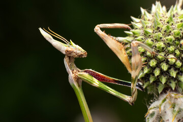 Wall Mural - Close up of pair of Beautiful European mantis ( Mantis religiosa )