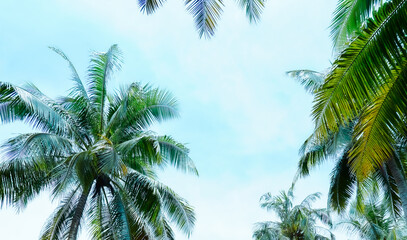 Wall Mural - palm tree and blue sky